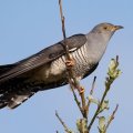 Cuckoo