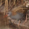 Water Rail