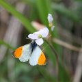 1.Butterfly, Orange Tip on Ladys smock. TH