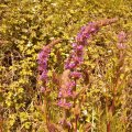 14. 2013 July, Purple Loosestrife