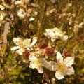 15. 2013 July, Dewberry or bramble