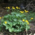 2. Marsh marigold. TH
