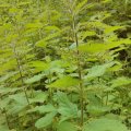 6. 2013 June, Fen nettle