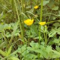 7. 2013 June,  Common Meadow Buttercup